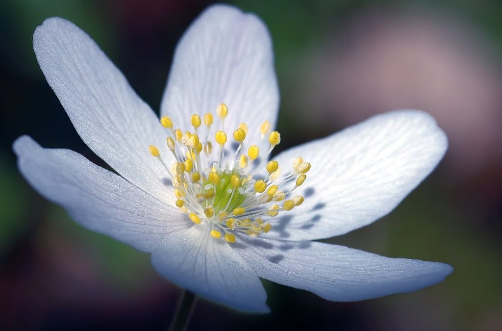 Chinese Medicine Offers Solutions During Healthy Aging Month