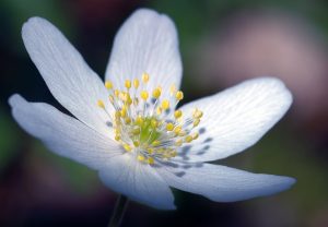 dreamstimefree_113790white-flower