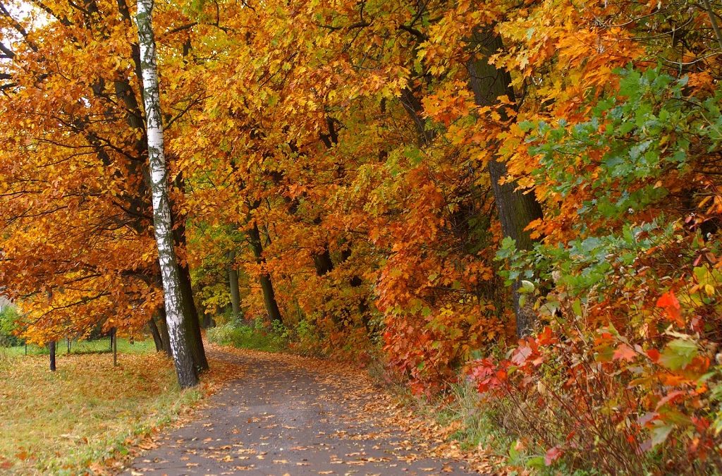 Tips For A Healthy Fall Season