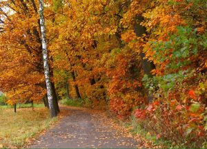 Colorful road through forest of the fall season.