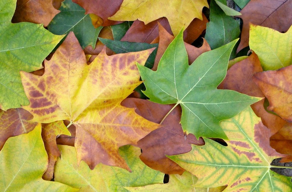 The Work Of Autumn Is Reflection And Refocus