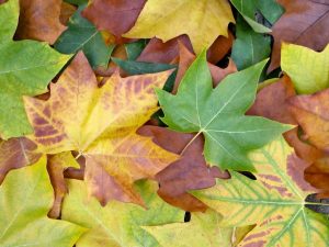 fall-leaves