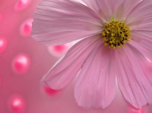 dreamstimefree_233078pink-daisy