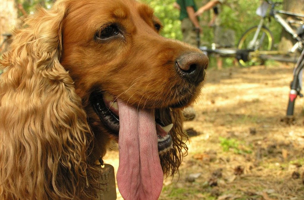 Tongue Diagnosis