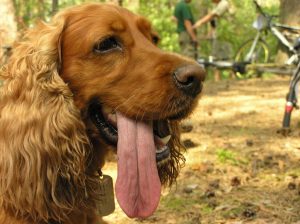 dreamstimefree_495523dog-tongue