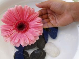 pink-flower-with-hand