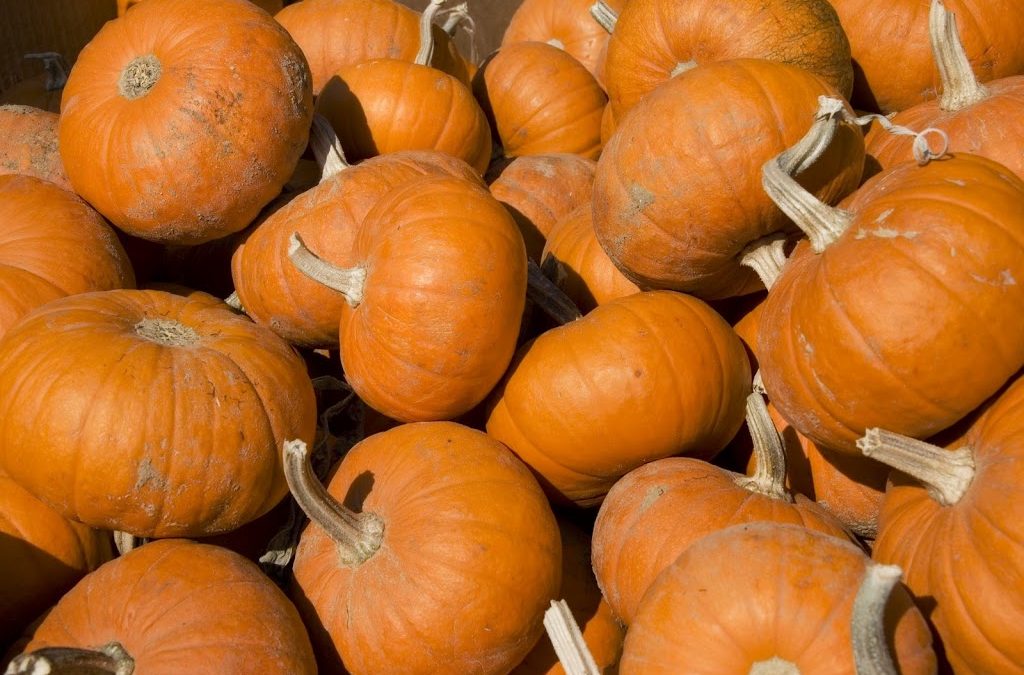Pumpkin Soup