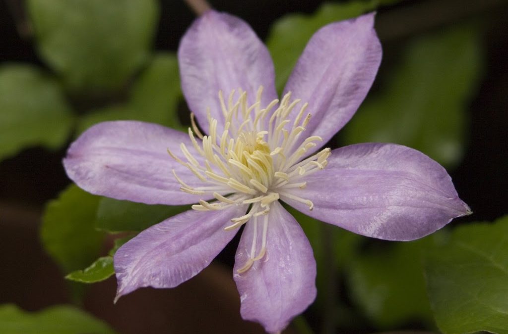 Chinese Herbs Best for Period Pain