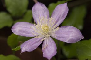 purple-flower
