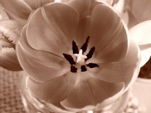Shot of tulip in sepia