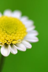 daisy