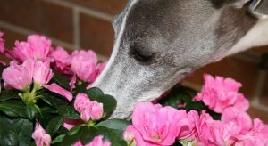 dreamstimefree_592017dog-sniffing-flowers