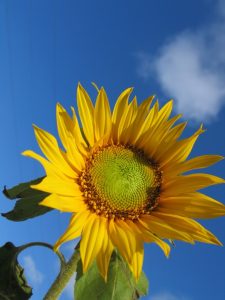 dreamstimefree_1675656sunflower