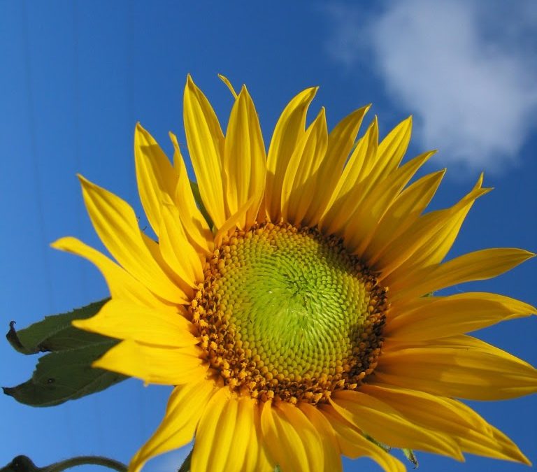 Patients ‘Healthier’ After Complementary Medicine
