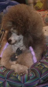 show-dog-afro