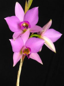 dreamstimefree_1008556-purple-flowers
