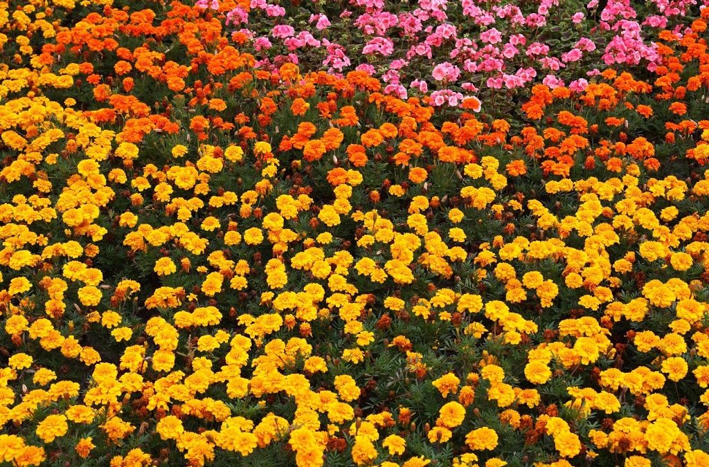 Treating Allergies with Acupuncture and Oriental Medicine