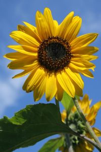 Sunflower against a blue sky