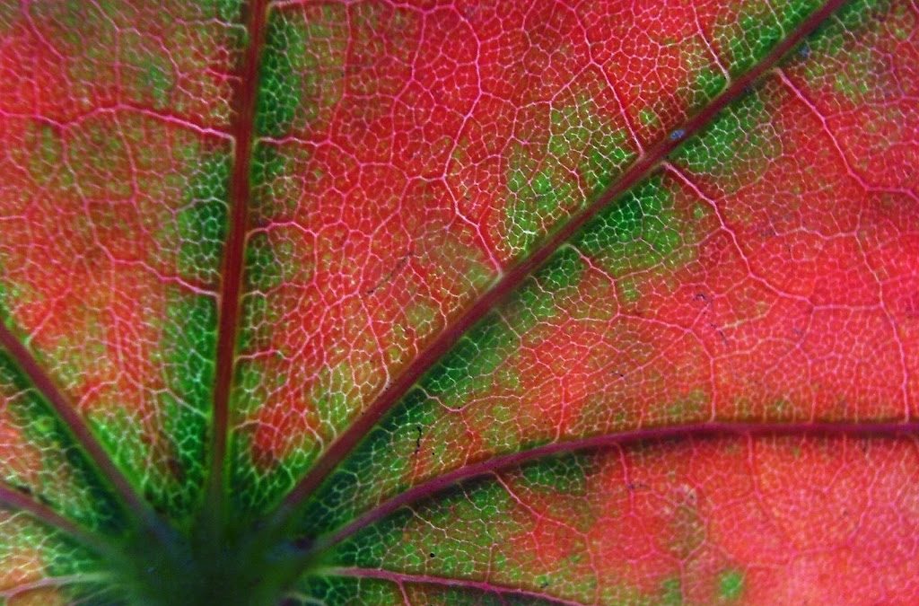Traditional Chinese Medicine Effectively Treats Eczema