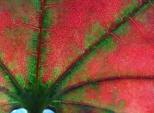 dreamstimefree_324567autamn-leaf