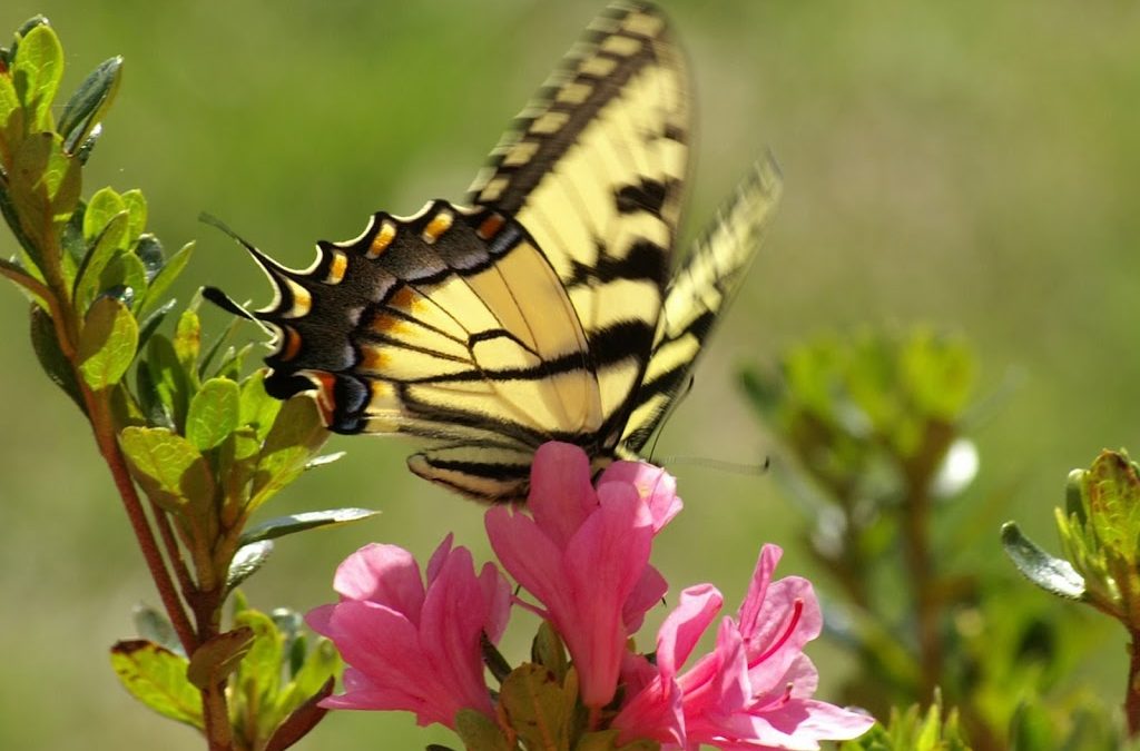 Spring Planning and Envisioning…