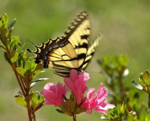 Moving Butterfly