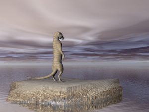 dreamstimefree_240063lion-expanse