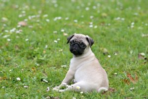pug-dog