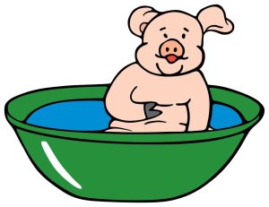 Swine having a bath