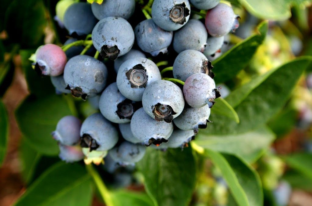 The Many Health Benefits Of Blueberries