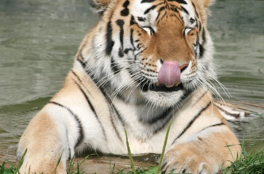 2010 Is The Year Of The Tiger !