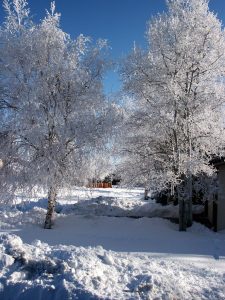 snow-trees