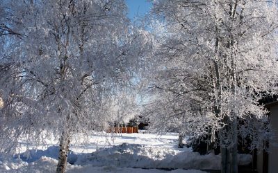 Nourish Your Qi With Acupuncture This Winter