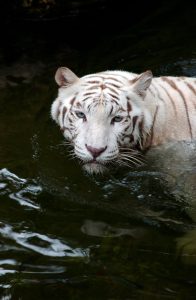 white-tiger
