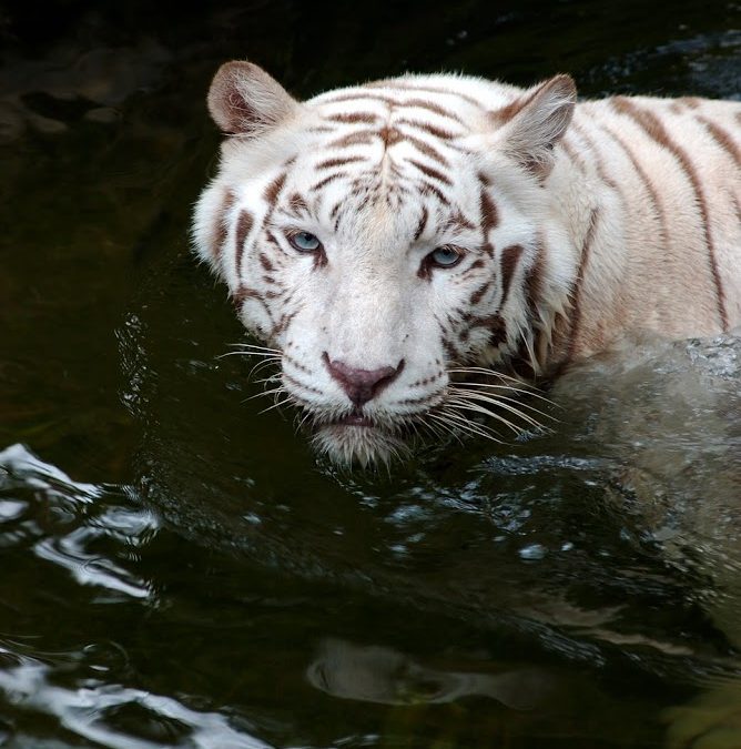 Welcome To The Year Of The Tiger!