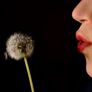 blow-out-dandelion