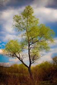 spring-tree