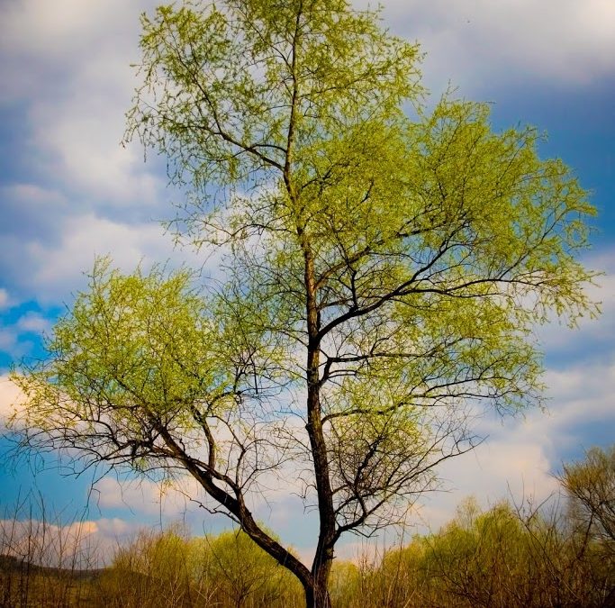 Anger, Spring and The Element of Wood