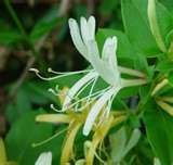 Flowers Used In Chinese Herbal Medicine