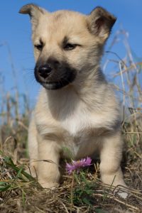 puppy