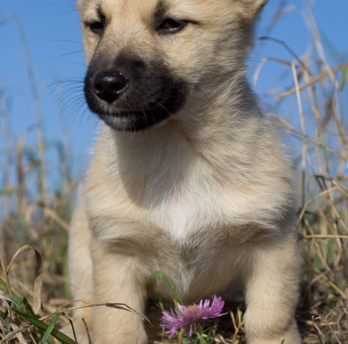A Happy Story – Puppy’s Life Transformed With Acupuncture