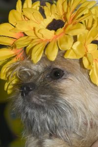 dreamstimefree_91274