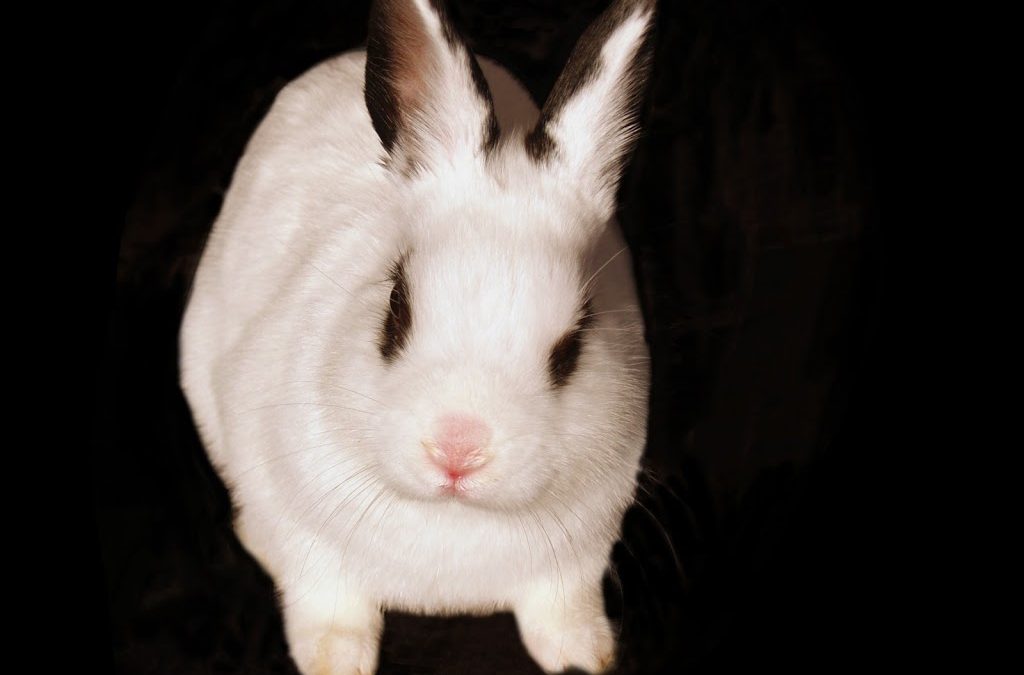 February 3rd Begins The Year of The Rabbit