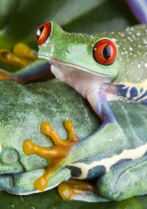 dreamstimefree_1819428-25282-2529