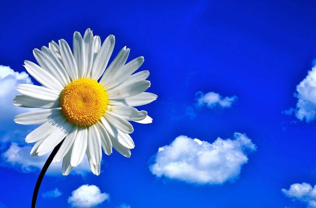 Have A Wonderful Memorial Day Weekend!