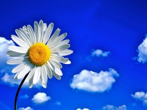 dreamstimefree_8284812