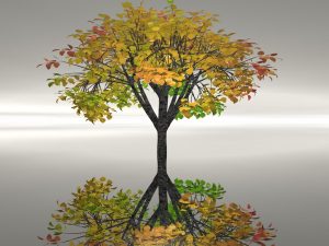 autumn-tree