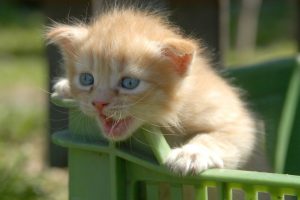 dreamstimefree_686875