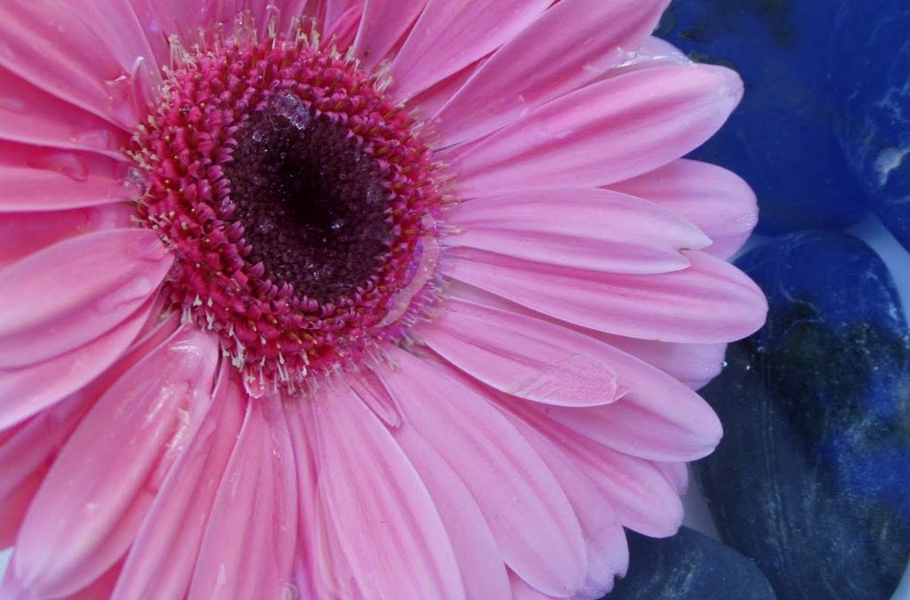 A Vaccine For Breast and Ovarian Cancer?