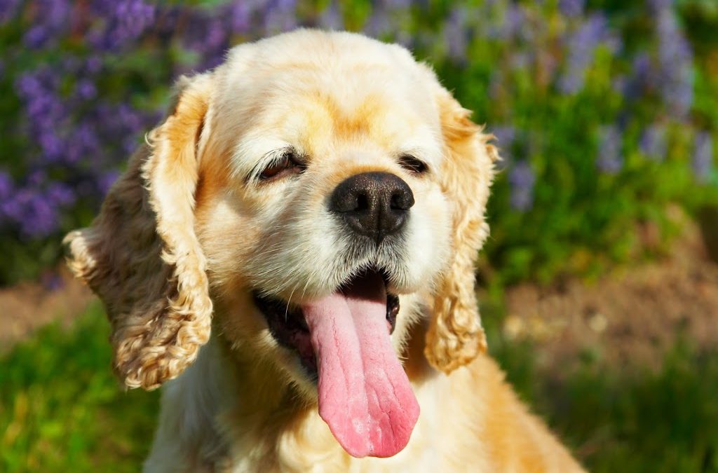 Oprah’s Dog Gets Acupuncture